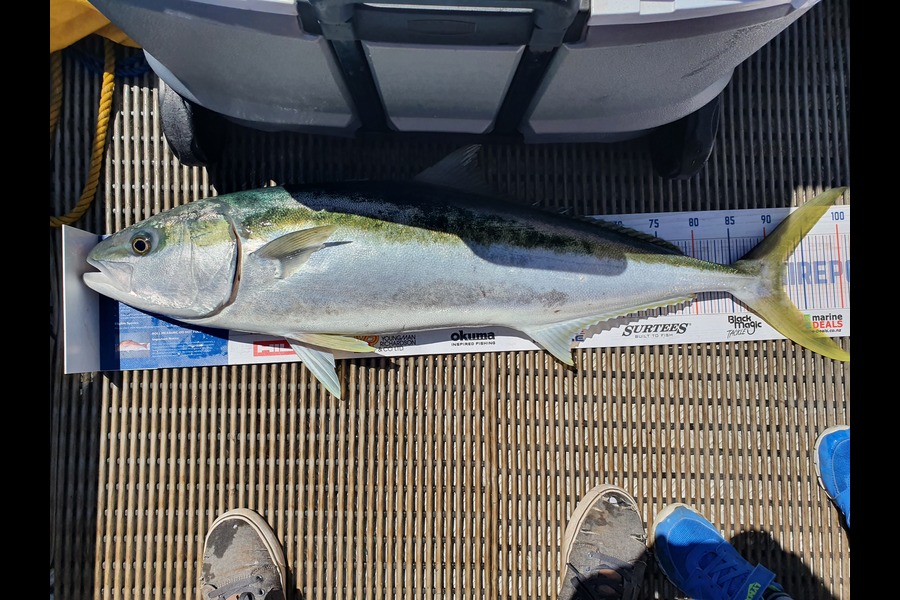 Brett Rigby caught this 92.5cm Kingfish at Whangaparoa  during The Hirepool Baitmates Fishing Comp