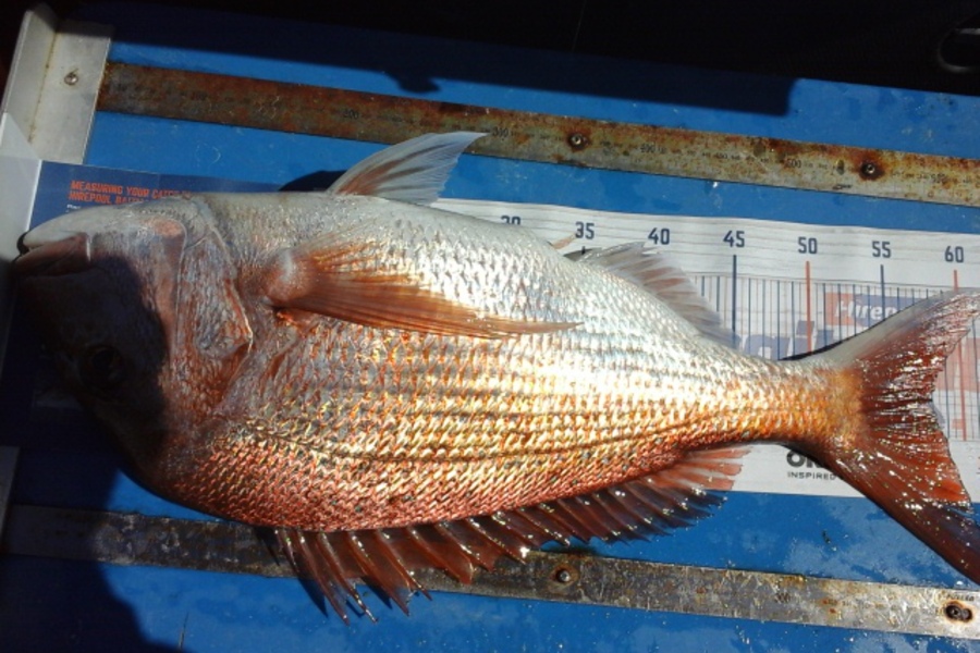 craig Smith caught this 58cm Snapper at Little Barrier  during The Hirepool Baitmates Fishing Comp