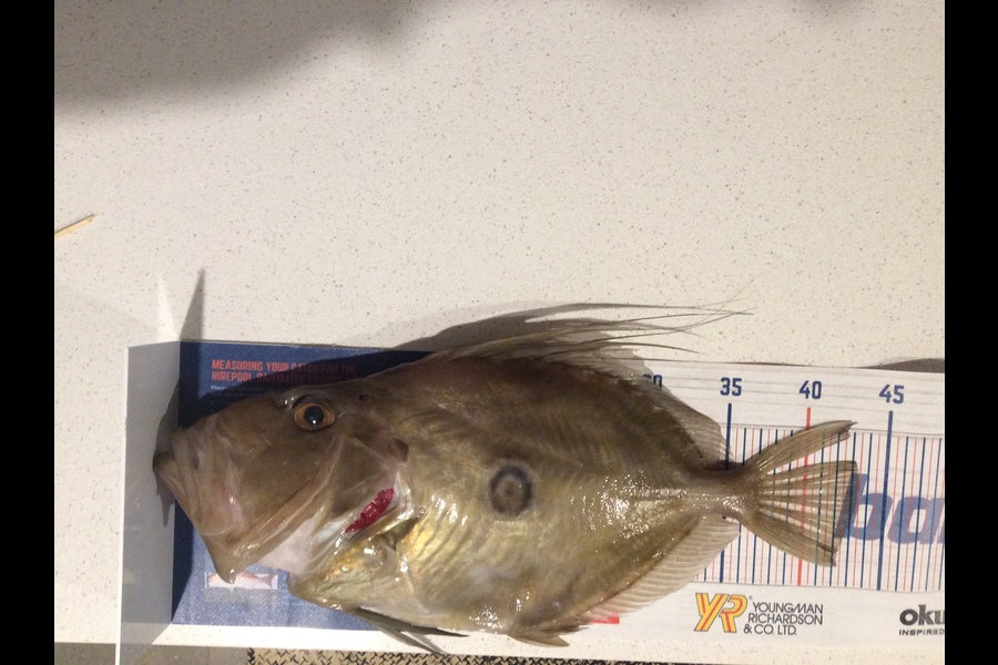 Jannene Stermi caught this 43.5cm John Dory at Hauraki gulf during The Hirepool Baitmates Fishing Comp