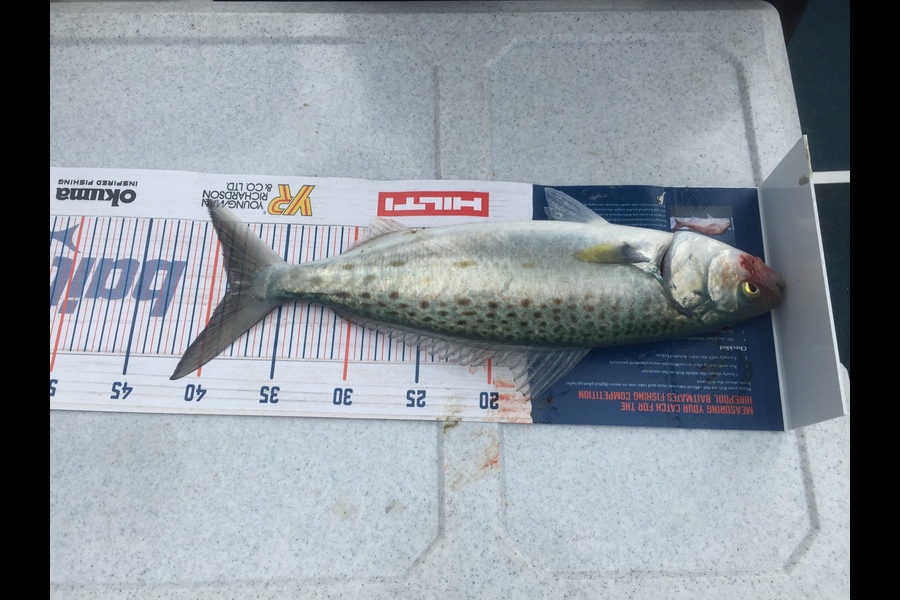 Jeffrey Rich caught this 38.5cm Kahawai at Coromandel  during The Hirepool Baitmates Fishing Comp