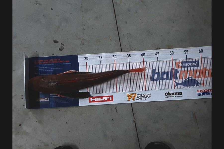 Luke Reneti caught this 39cm Gurnard at Firth of thames during The Hirepool Baitmates Fishing Comp