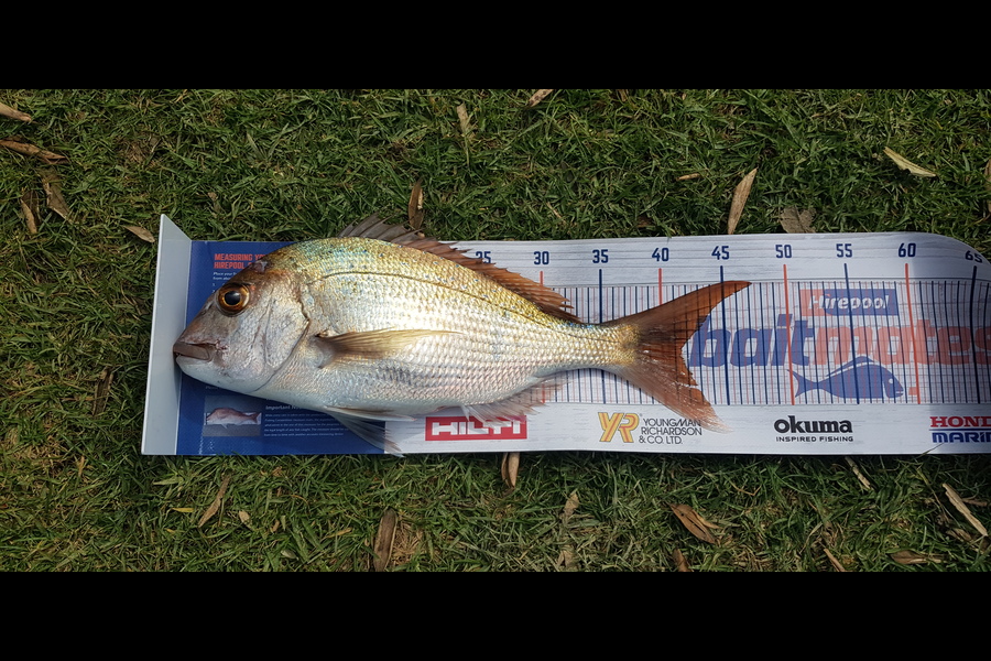 Darren Nunn caught this 41.5cm Snapper at Coromandel  during The Hirepool Baitmates Fishing Comp
