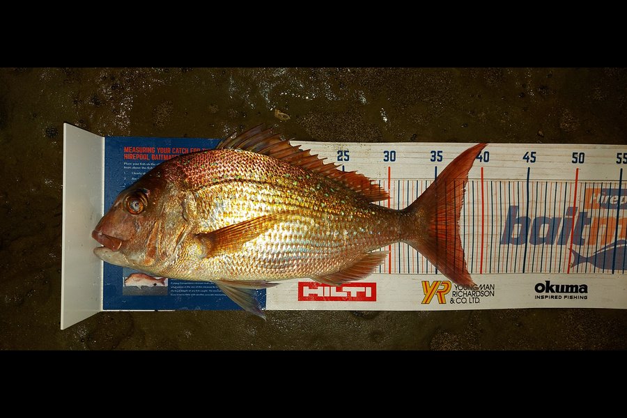 Troy Rae-Royle caught this 37cm Snapper at Whangaparaoa  during The Hirepool Baitmates Fishing Comp