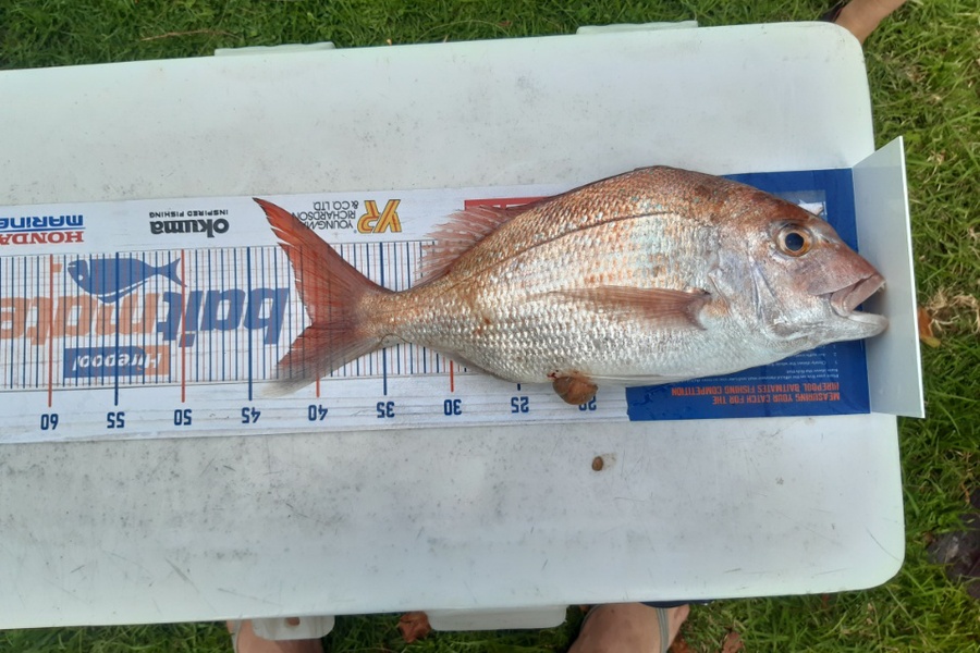 Archie Cameron caught this 40cm Snapper at Waihau Bay during The Hirepool Baitmates Fishing Comp