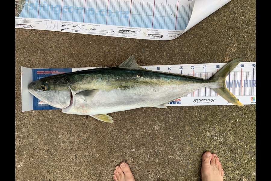Sam Julian caught this 82cm Kingfish at Makara during The Hirepool Baitmates Fishing Comp