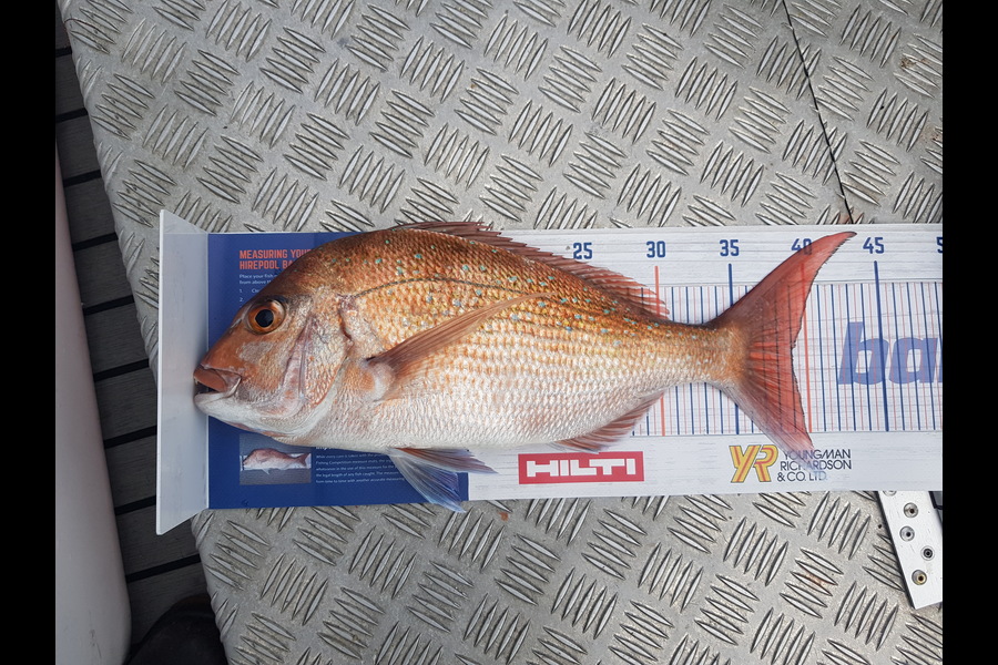 karl boielle caught this 39cm Snapper at Motiti during The Hirepool Baitmates Fishing Comp