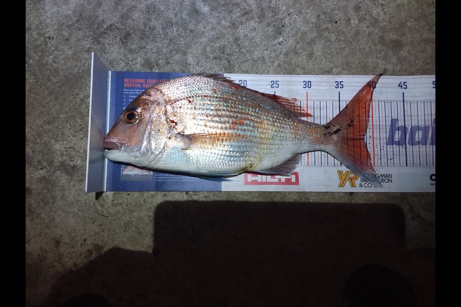 Darren  Lindsay  caught this 38.5cm Snapper at The Naki during The Hirepool Baitmates Fishing Comp