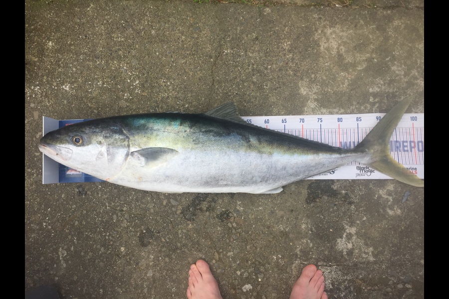 Mark Pandelidis caught this 93cm Kingfish at Wellington during The Hirepool Baitmates Fishing Comp