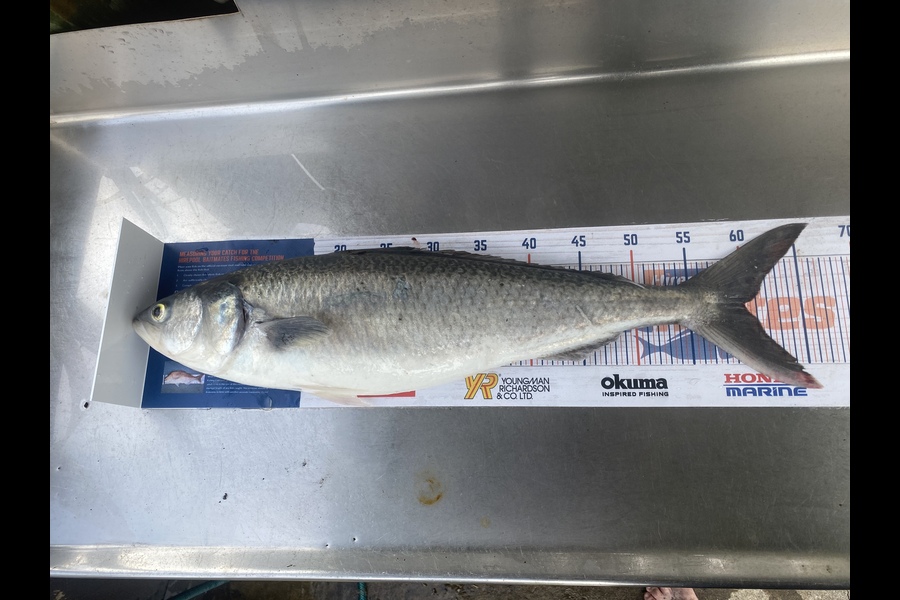 Corey Proffit caught this 60cm Kahawai at Mokau during The Hirepool Baitmates Fishing Comp