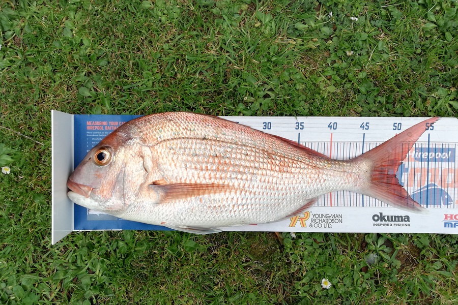 Dennis McLeod caught this 50cm Snapper at Whitianga during The Hirepool Baitmates Fishing Comp