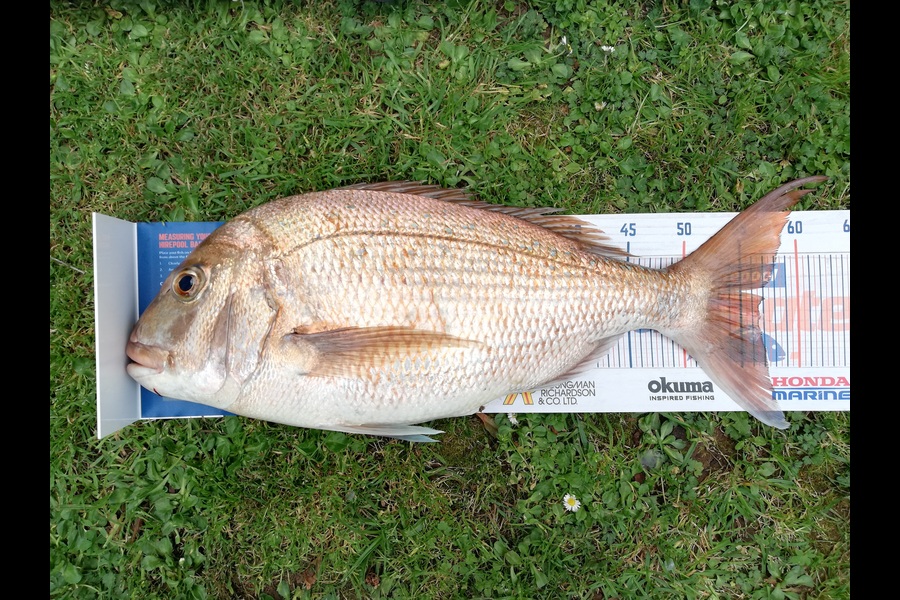 Karen Moffatt-McLeod caught this 56.5cm Snapper at Whitianga during The Hirepool Baitmates Fishing Comp