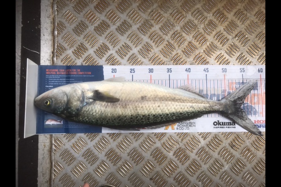 Donald Moormann caught this 54cm Kahawai at Wellington  during The Hirepool Baitmates Fishing Comp