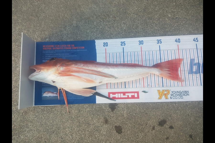 Trent Barrett caught this 39.5cm Gurnard at Napier during The Hirepool Baitmates Fishing Comp