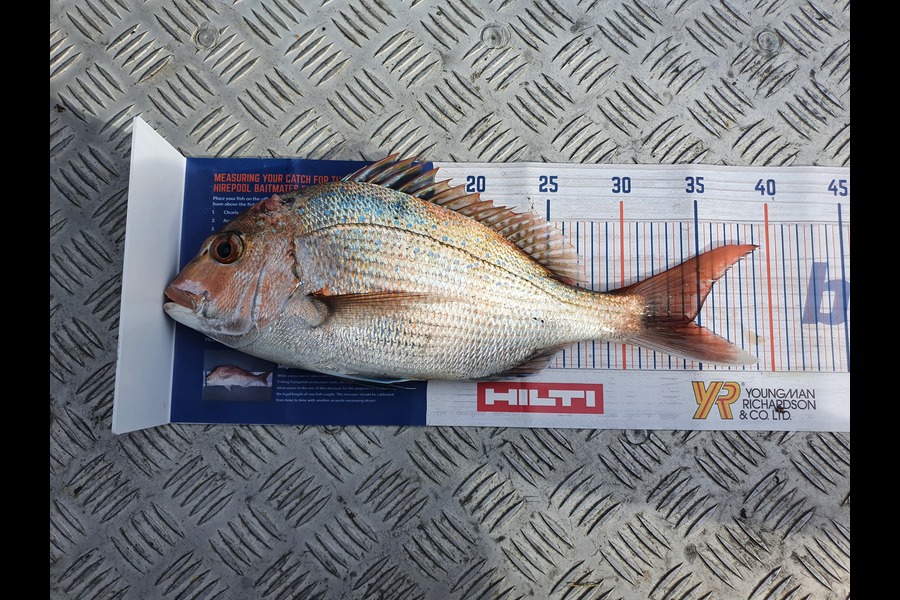Brendan Foothead caught this 34.5cm Snapper at Wellington  during The Hirepool Baitmates Fishing Comp