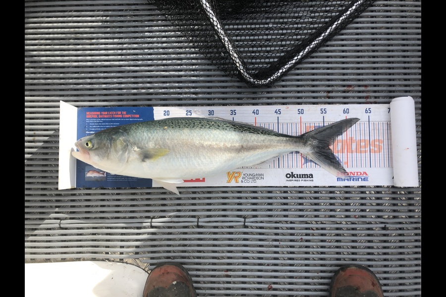 Joshua Talsma caught this 56.0cm Kahawai at Firth of Thames  during The Hirepool Baitmates Fishing Comp