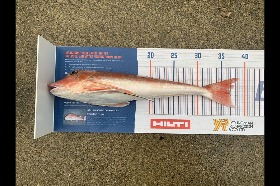 Ollie Meek caught this 37cm Gurnard at Nelson during The Hirepool Baitmates Fishing Comp