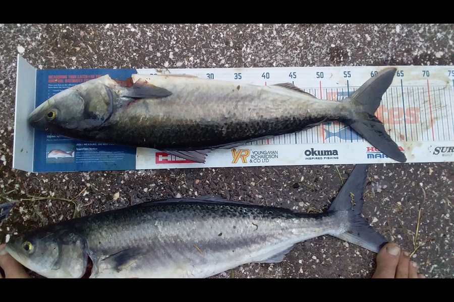 Steven King caught this 59cm Kahawai at Te ngaere during The Hirepool Baitmates Fishing Comp