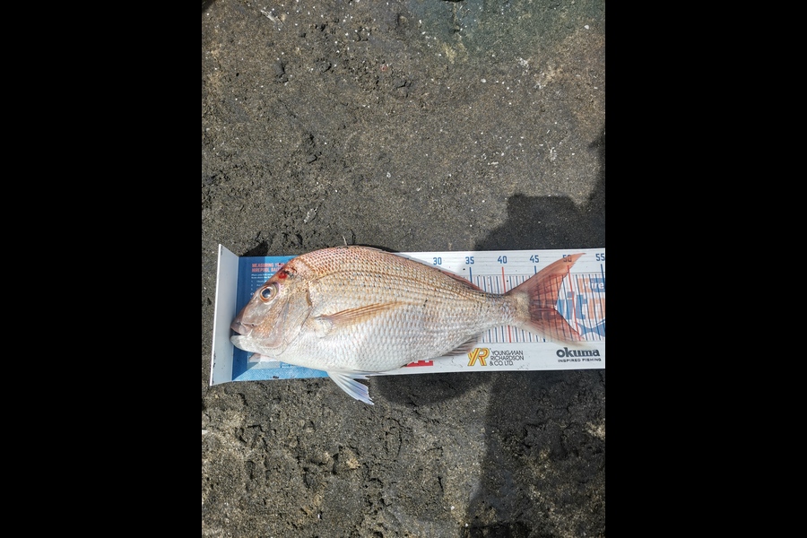Andre Zowitzkey caught this 47.0cm Snapper at Wattle Bay  during The Hirepool Baitmates Fishing Comp