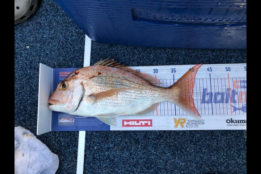 Grant Brown caught this 39.5cm Snapper at Firth of Thames during The Hirepool Baitmates Fishing Comp