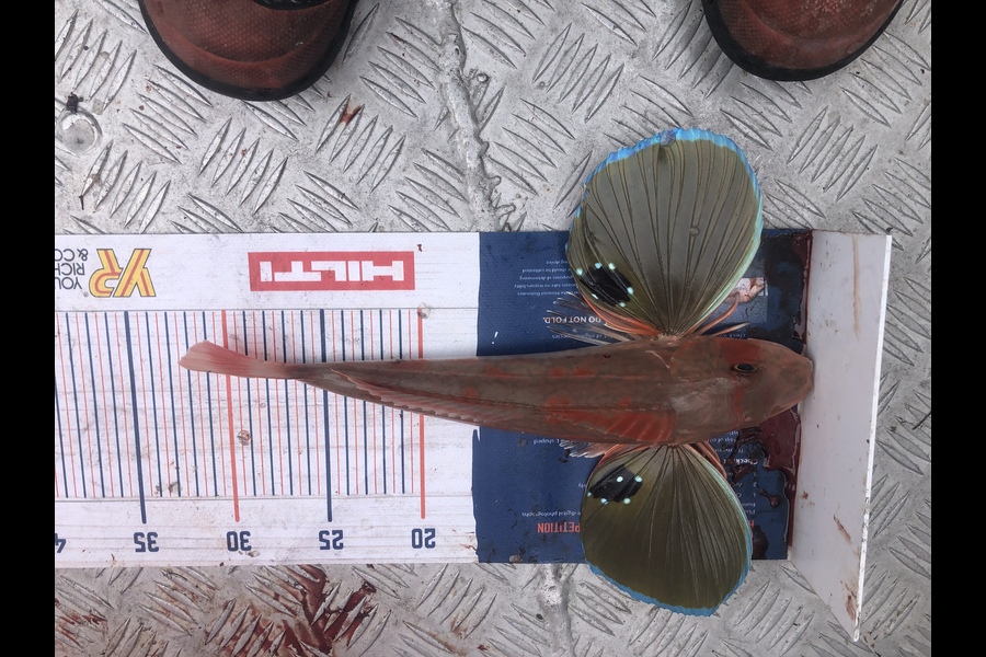 Chris Laney caught this 30cm Gurnard at Okiwi during The Hirepool Baitmates Fishing Comp