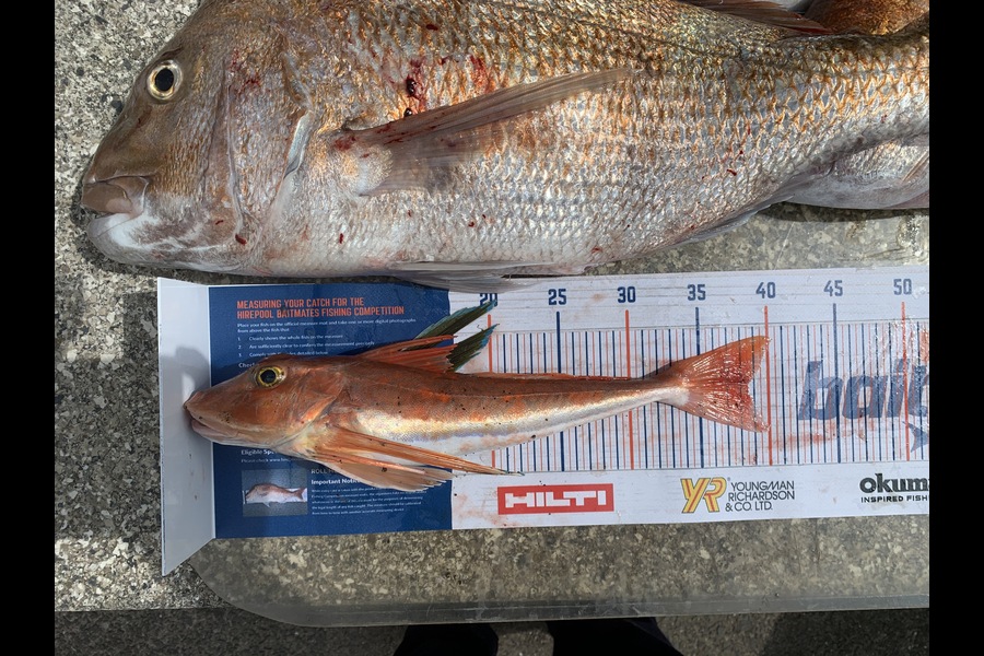Andre Stickling caught this 38.5cm Gurnard at Raglan during The Hirepool Baitmates Fishing Comp