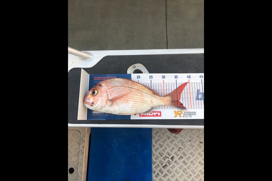 Ethan Leigh caught this 35.5cm Snapper at Kawhia  during The Hirepool Baitmates Fishing Comp