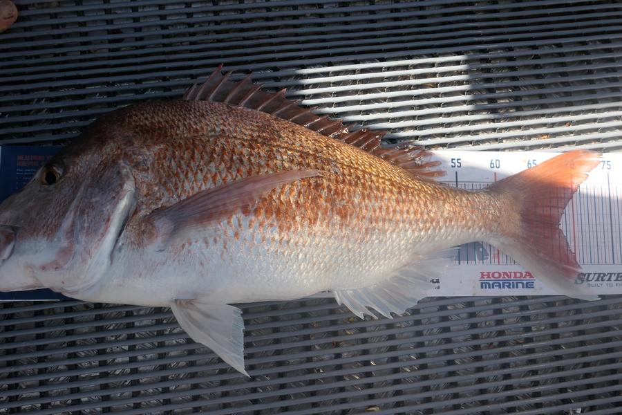 Jayden Emtage caught this 68cm Snapper at glinks gully during The Hirepool Baitmates Fishing Comp