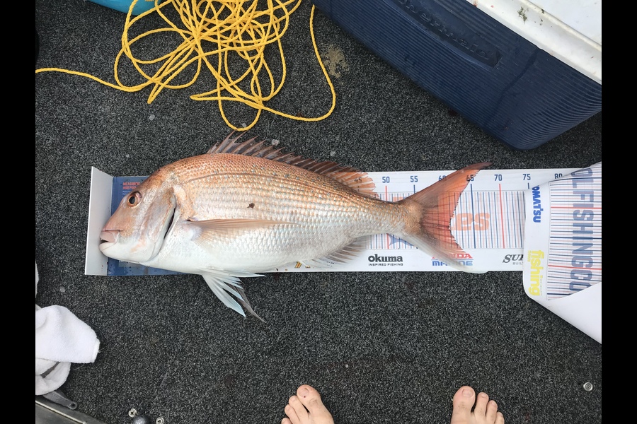 Daniel Hunt caught this 60.5cm Snapper at Manukau harbour during The Hirepool Baitmates Fishing Comp