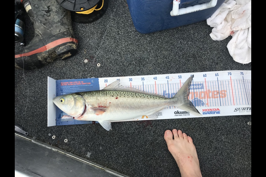 Daniel Hunt caught this 52cm Kahawai at Manukau harbour  during The Hirepool Baitmates Fishing Comp