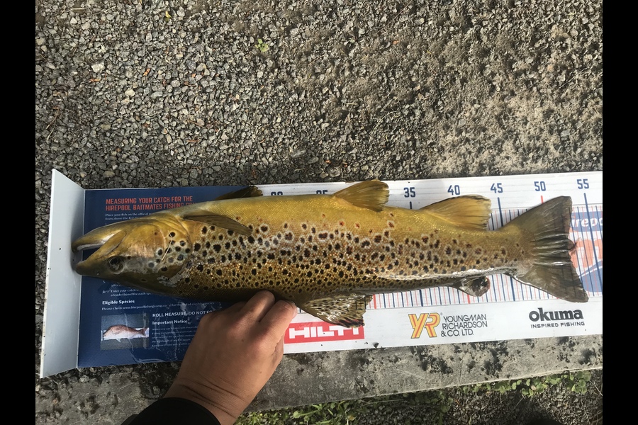 Gabriel Vilgalys caught this 52.5cm Trout at Tauranga  during The Hirepool Baitmates Fishing Comp
