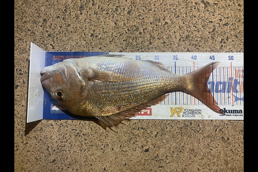 Melissa Mobbs caught this 43.5cm Snapper at Pauanui  during The Hirepool Baitmates Fishing Comp