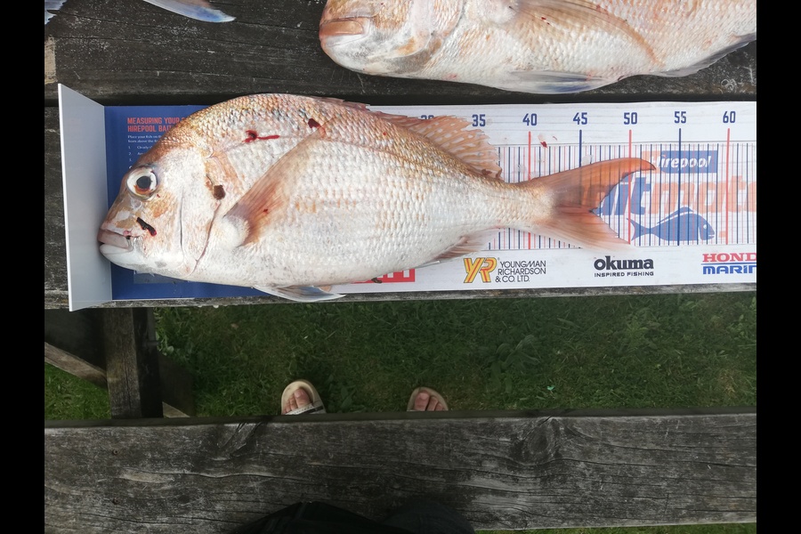 Raymond Edwards caught this 46cm Snapper at Coromandel  during The Hirepool Baitmates Fishing Comp