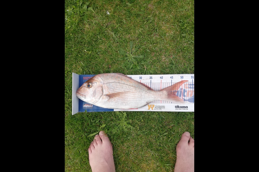 Raymond Edwards caught this 47cm Snapper at Coromandel  during The Hirepool Baitmates Fishing Comp