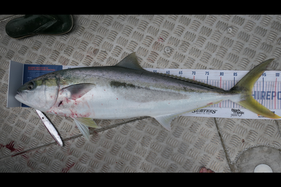 Clinton Emtage caught this 91.5cm Kingfish at Glinks gully during The Hirepool Baitmates Fishing Comp