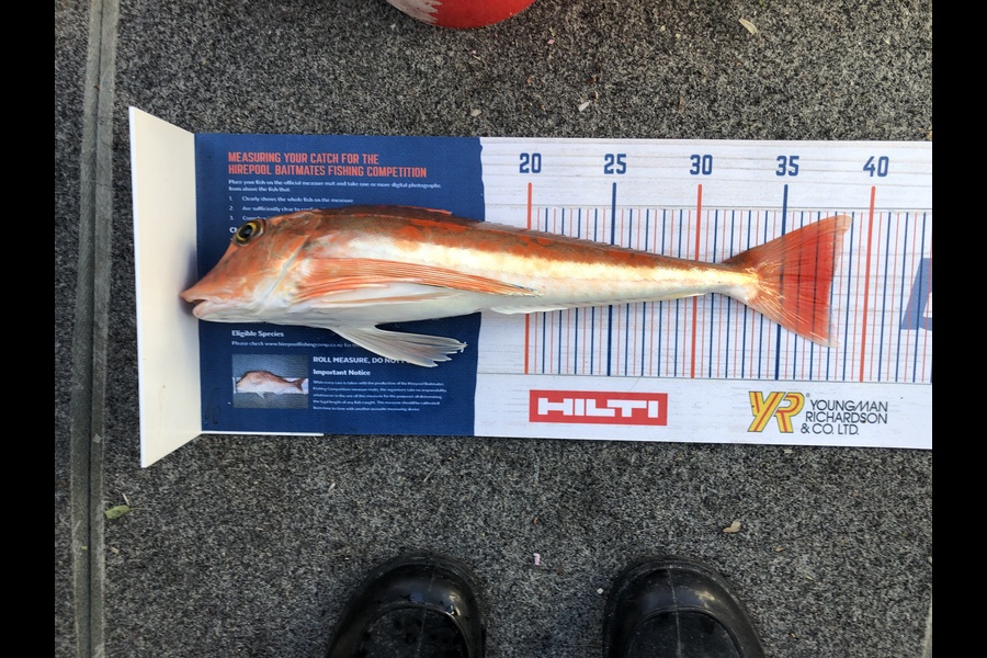 Bronwyn Langham caught this 37.5cm Gurnard at Croisilles Harbour, Tasman Bay during The Hirepool Baitmates Fishing Comp