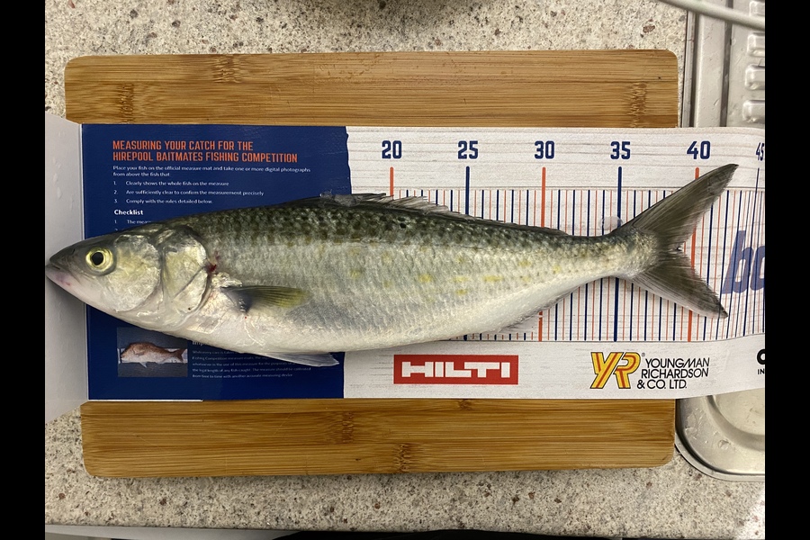 Ian Pedersen caught this 39.0cm Kahawai at Coromandel  during The Hirepool Baitmates Fishing Comp