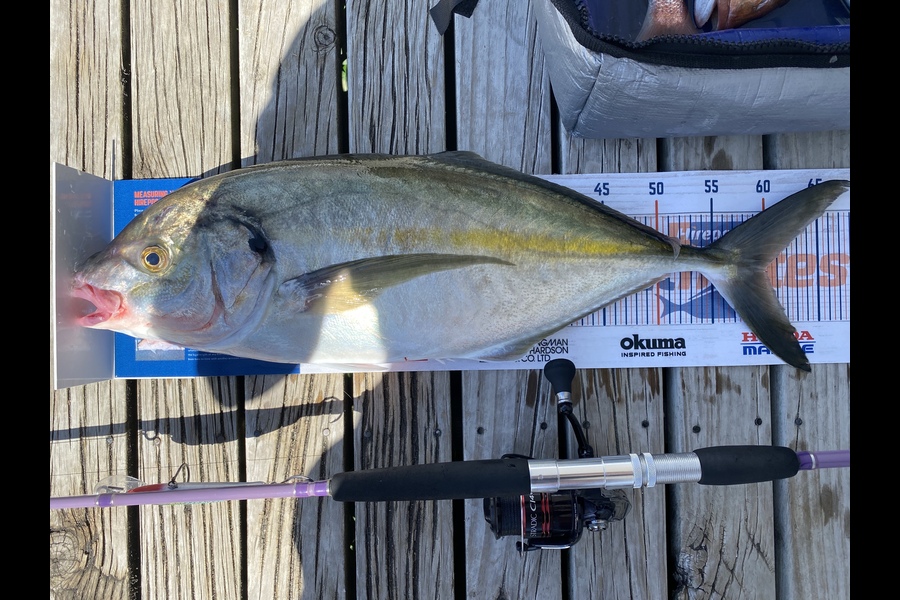 Ian Pedersen caught this 60.0cm Trevally at Coromandel  during The Hirepool Baitmates Fishing Comp