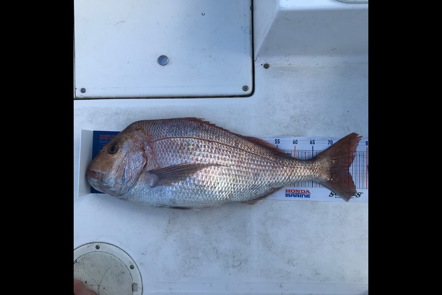 Steve Varley caught this 75.0cm Snapper at Bay of Islands during The Hirepool Baitmates Fishing Comp