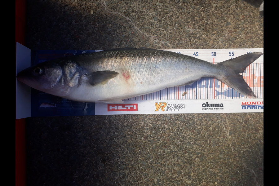Greg Schimanski caught this 57cm Kahawai at Whangaparaoa  during The Hirepool Baitmates Fishing Comp