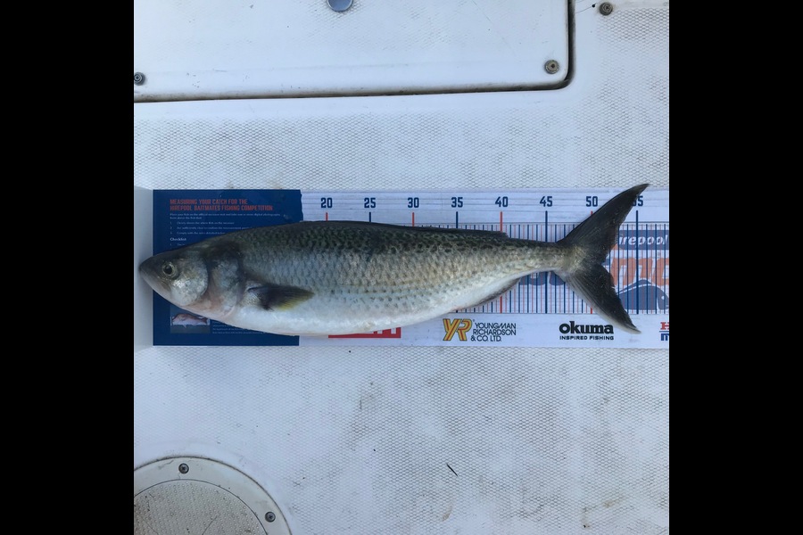 Steve Varley caught this 51cm Kahawai at Bay of Islands during The Hirepool Baitmates Fishing Comp