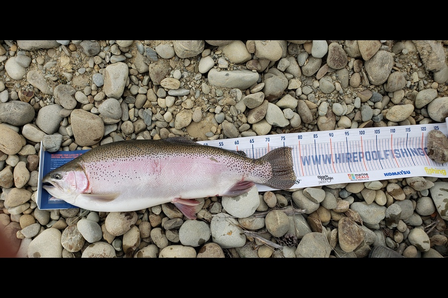 Ryan Green caught this 77.5cm Trout at Twizel  during The Hirepool Baitmates Fishing Comp