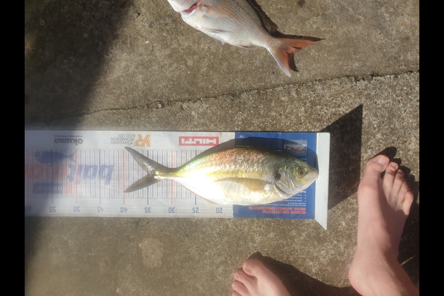 Tayler Flavell caught this 35cm Trevally at manukau during The Hirepool Baitmates Fishing Comp