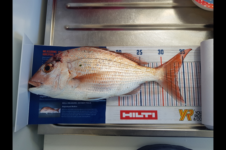 Leroy Grant caught this 33.5cm Snapper at Russell during The Hirepool Baitmates Fishing Comp