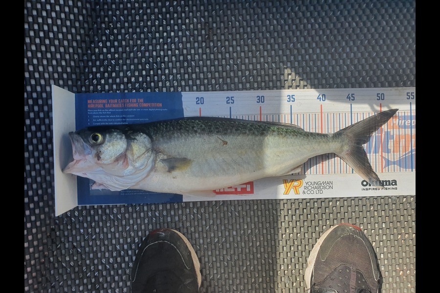 Wayne Lyons caught this 46.5cm Kahawai at Manukau Harbour during The Hirepool Baitmates Fishing Comp