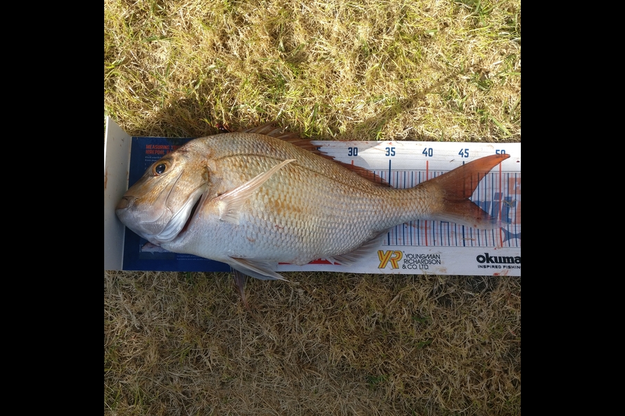 Stefan Gabor caught this 45.5cm Snapper at Matarangi during The Hirepool Baitmates Fishing Comp