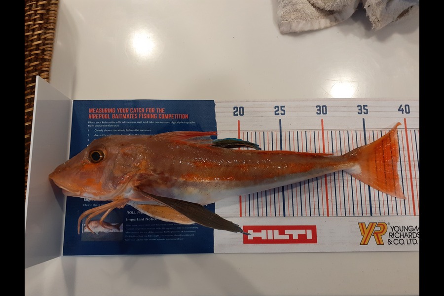 Tom Whitaker caught this 38.5cm Gurnard at Bream Bay. N orthland during The Hirepool Baitmates Fishing Comp