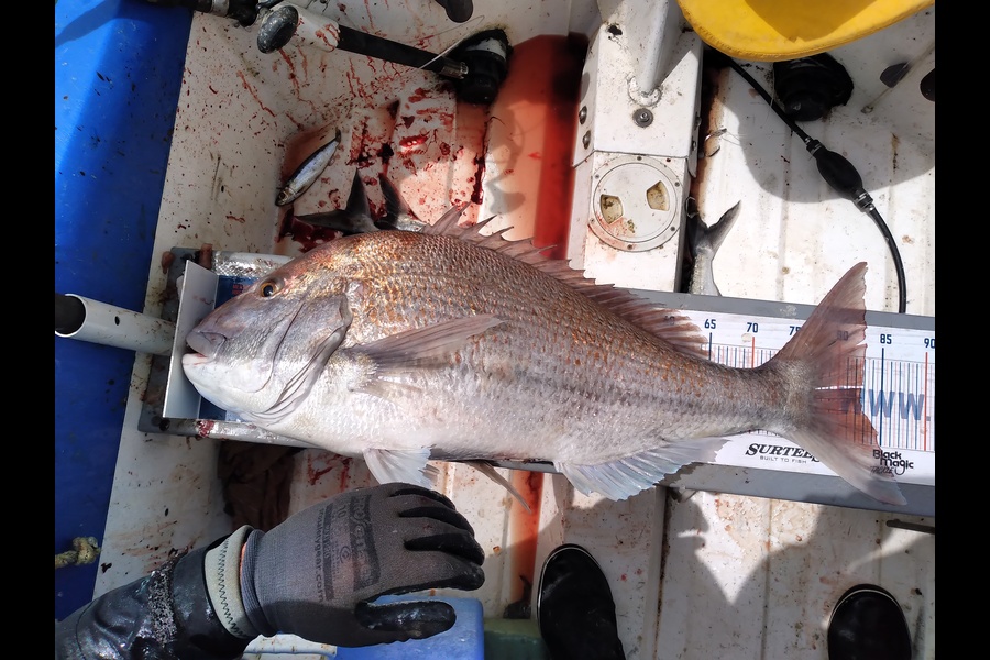 Geoff Preston caught this 82.5cm Snapper at Mokau during The Hirepool Baitmates Fishing Comp