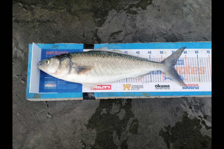 Shayne Mckenzie caught this 54.5cm Kahawai at Waitotara  during The Hirepool Baitmates Fishing Comp