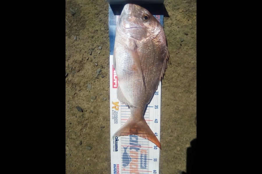 Glen Harwood caught this 45.5cm Snapper at Firth of Thames during The Hirepool Baitmates Fishing Comp