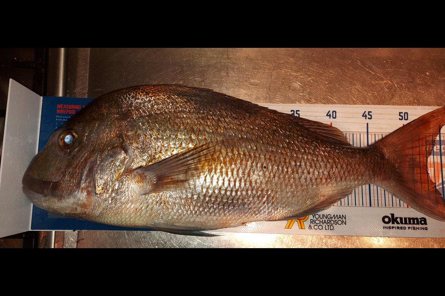 Troy Rae-Royle caught this 53cm Snapper at North Shore during The Hirepool Baitmates Fishing Comp